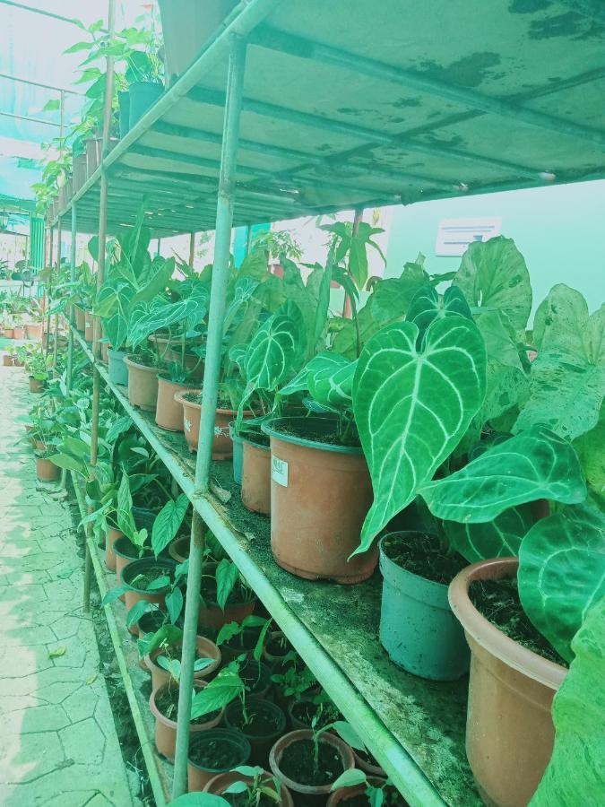 Barril Green Homestay Batuan Esterno foto